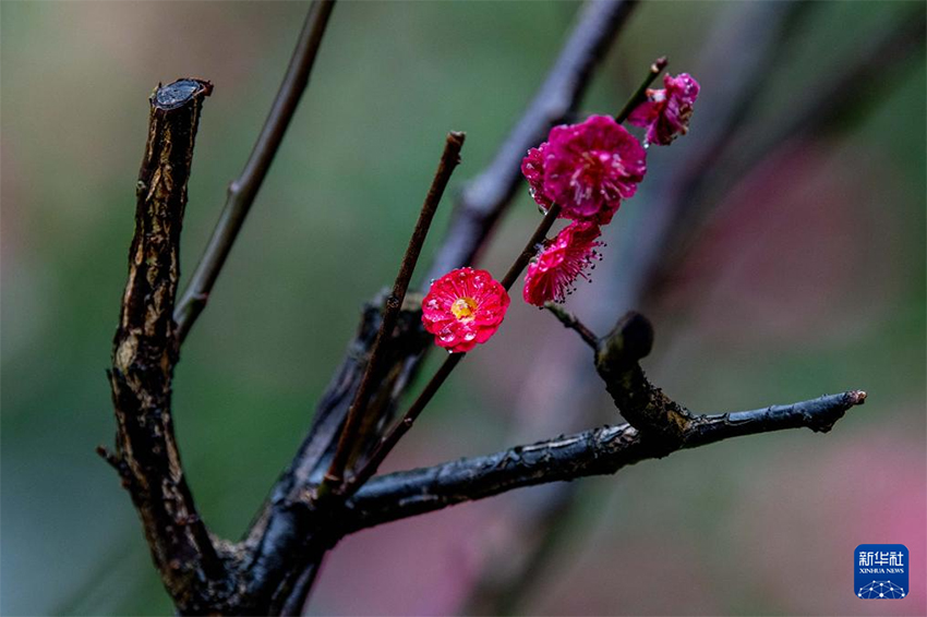 Көктемгі жаңбырдан кейінгі ерекше көрініс