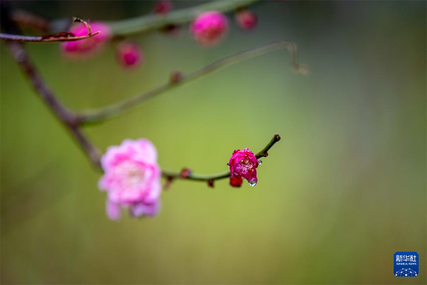 Көктемгі жаңбырдан кейінгі ерекше көрініс