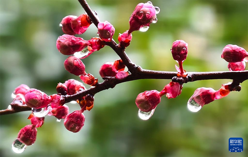 Көктемгі жаңбырдан кейінгі ерекше көрініс