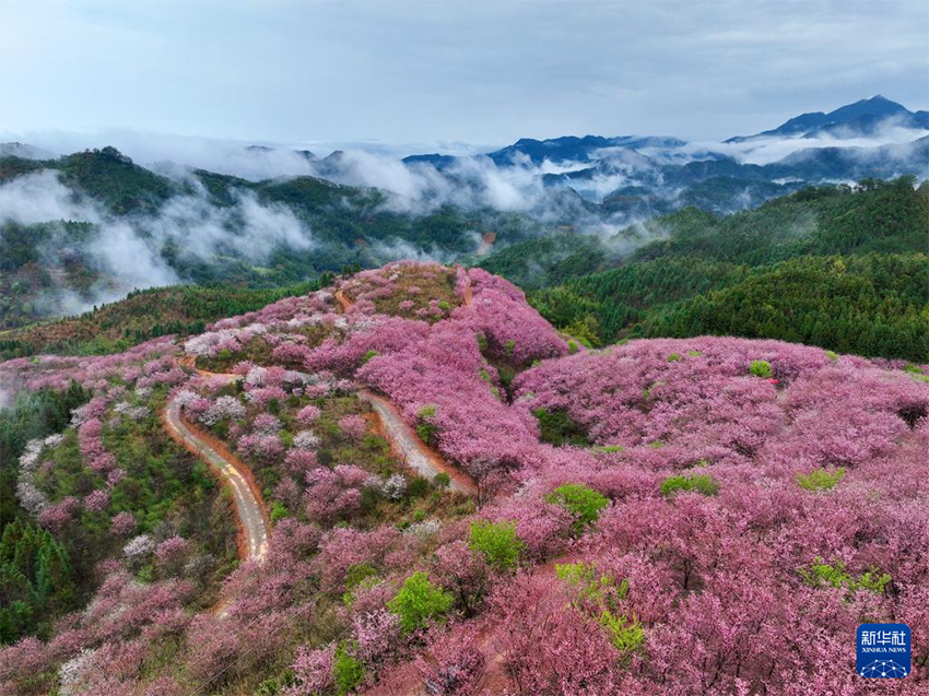 Сакура гүлдеуі «Көктем экономикасын» жандандырды