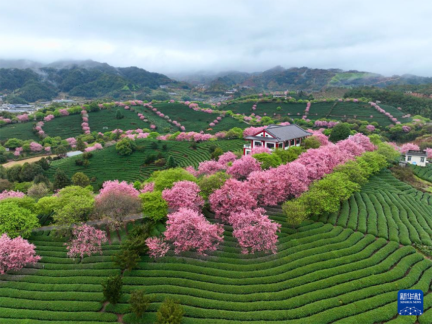 Сакура гүлдеуі «Көктем экономикасын» жандандырды