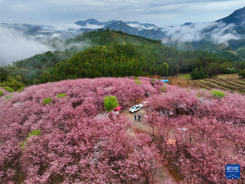 Сакура гүлдеуі «Көктем экономикасын» жандандырды
