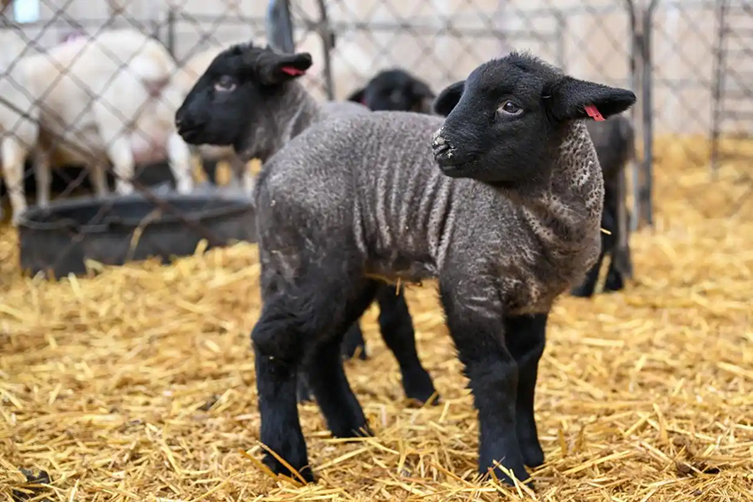 Шыңжаңда көктемгі төлдеу жұмыстары қызу басталды