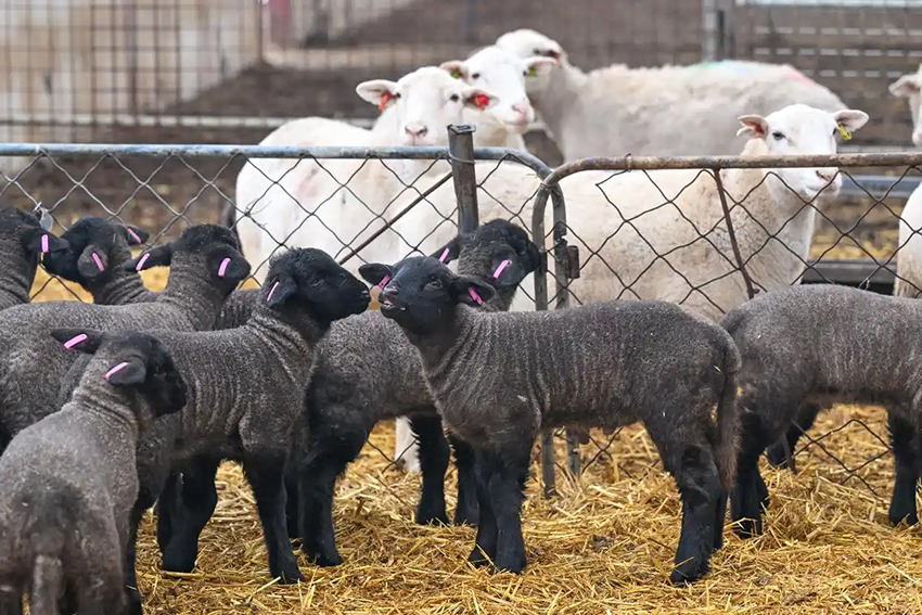 Шыңжаңда көктемгі төлдеу жұмыстары қызу басталды