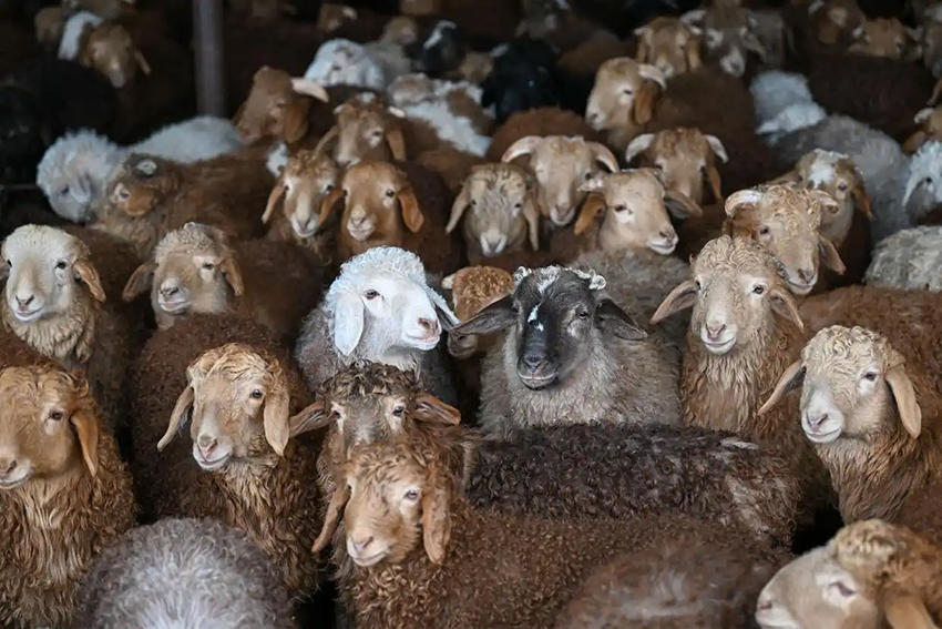 Шыңжаңда көктемгі төлдеу жұмыстары қызу басталды