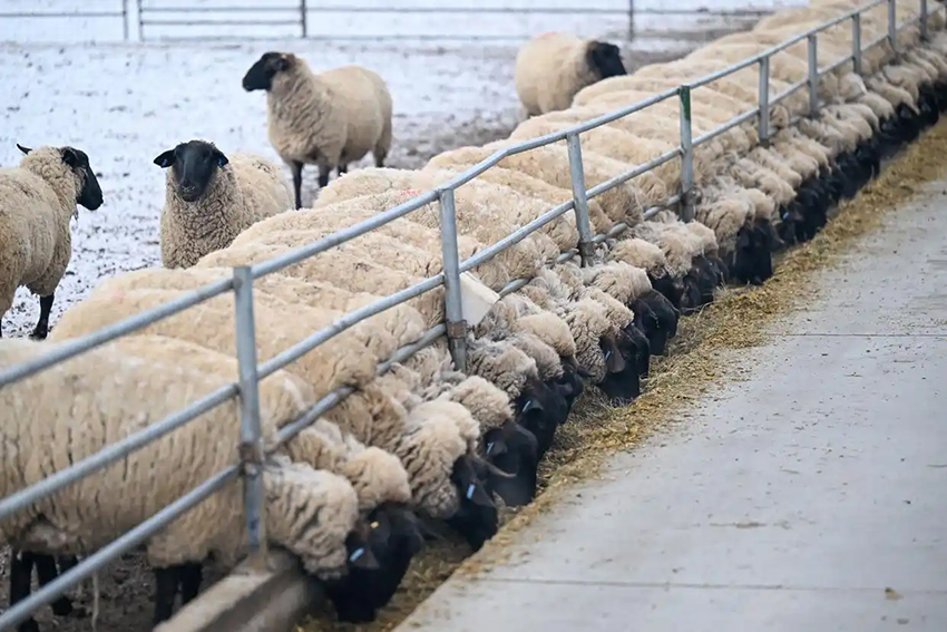 Шыңжаңда көктемгі төлдеу жұмыстары қызу басталды