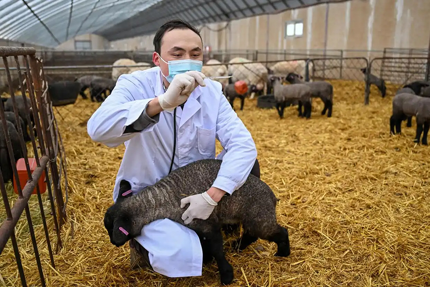 Шыңжаңда көктемгі төлдеу жұмыстары қызу басталды