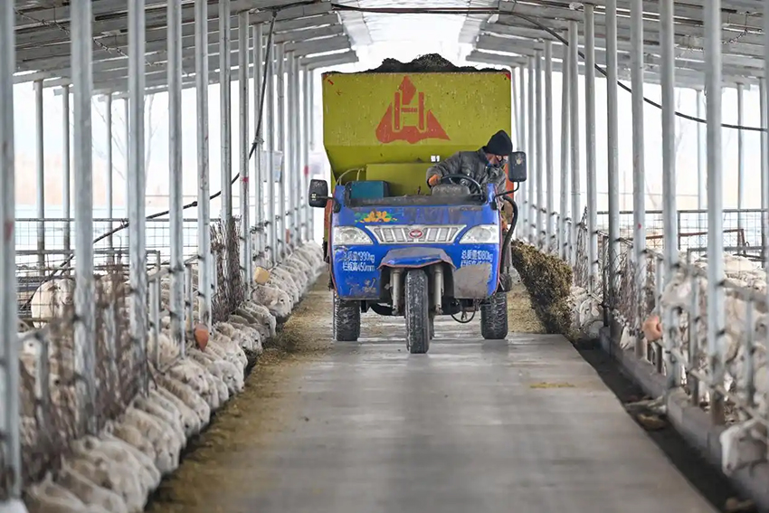 Шыңжаңда көктемгі төлдеу жұмыстары қызу басталды