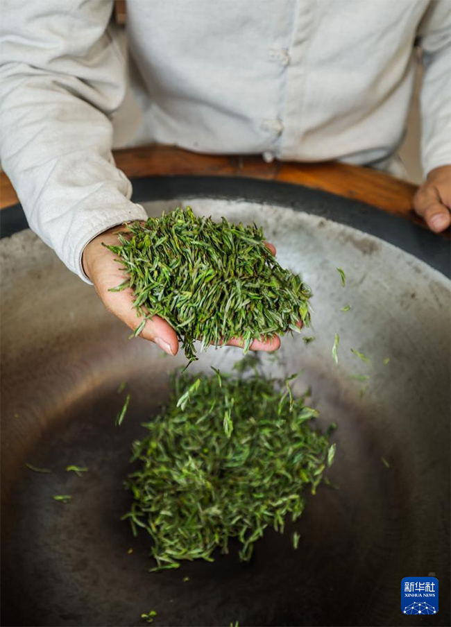 Қытайдағы органикалық шайдың мекені Чжэцзян өлкесінің Уи ауданында көктемгі шай жинау науқаны қызу жүріп жатыр