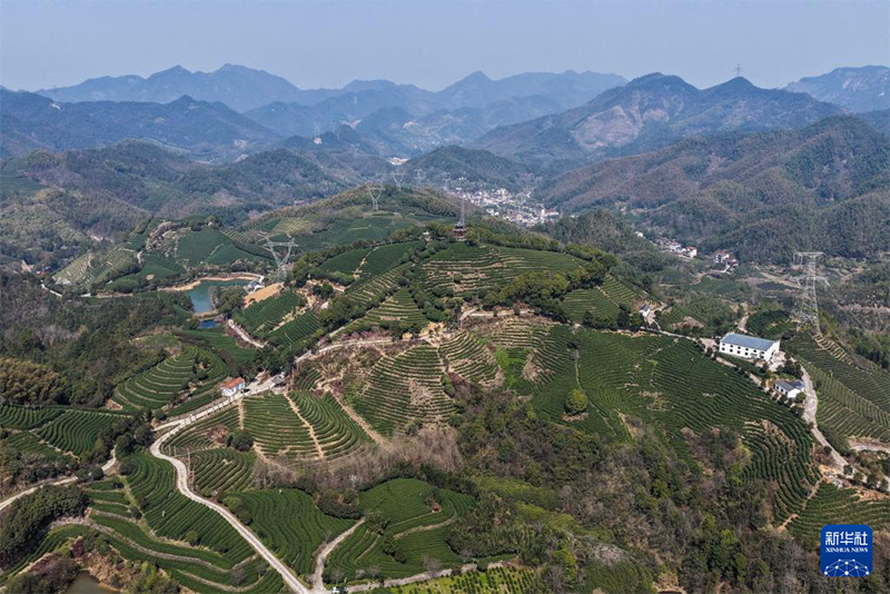 Қытайдағы органикалық шайдың мекені Чжэцзян өлкесінің Уи ауданында көктемгі шай жинау науқаны қызу жүріп жатыр