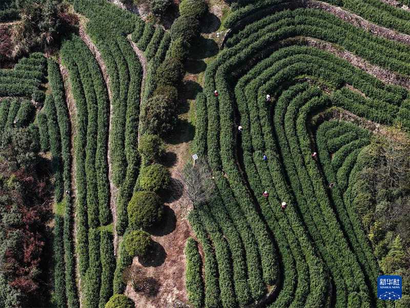 Қытайдағы органикалық шайдың мекені Чжэцзян өлкесінің Уи ауданында көктемгі шай жинау науқаны қызу жүріп жатыр