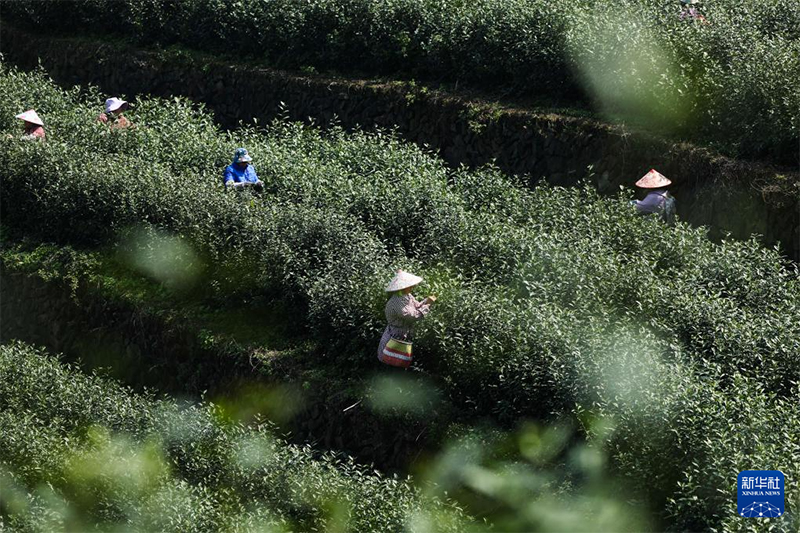 Қытайдағы органикалық шайдың мекені Чжэцзян өлкесінің Уи ауданында көктемгі шай жинау науқаны қызу жүріп жатыр