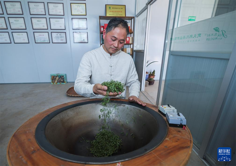 Қытайдағы органикалық шайдың мекені Чжэцзян өлкесінің Уи ауданында көктемгі шай жинау науқаны қызу жүріп жатыр