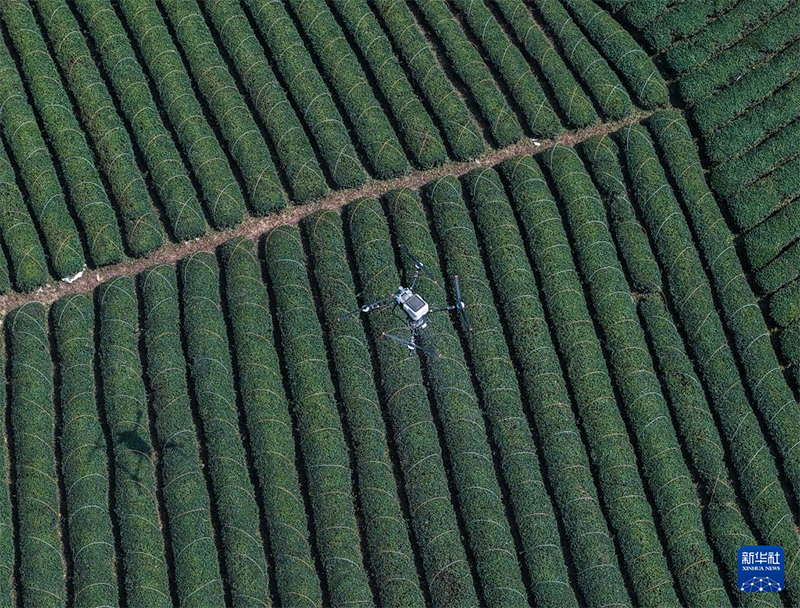 Қытайдағы органикалық шайдың мекені Чжэцзян өлкесінің Уи ауданында көктемгі шай жинау науқаны қызу жүріп жатыр