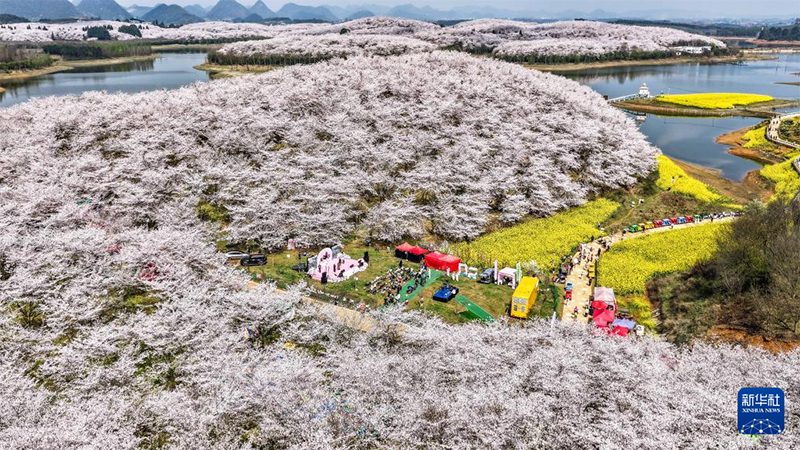 Гуйчжоуда шие гүлі ашылып, көктемнің лебі есті