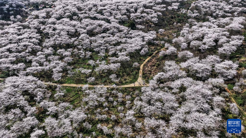 Гуйчжоуда шие гүлі ашылып, көктемнің лебі есті