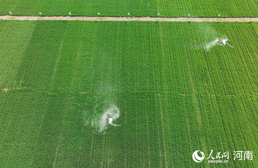 Хэнаньда бидай көшеттерінің жай-күйі жақсарып келеді