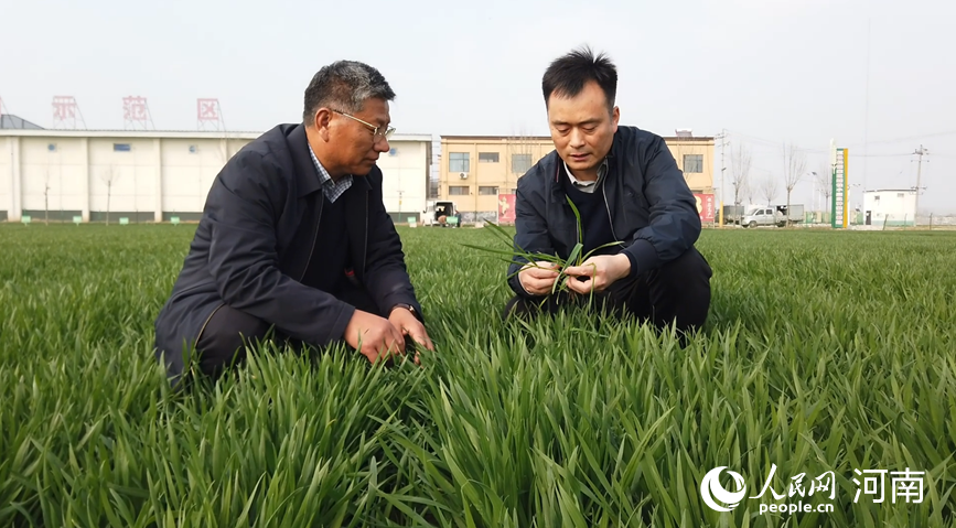 Хэнаньда бидай көшеттерінің жай-күйі жақсарып келеді
