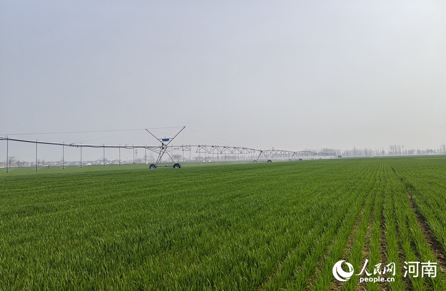 Хэнаньда бидай көшеттерінің жай-күйі жақсарып келеді