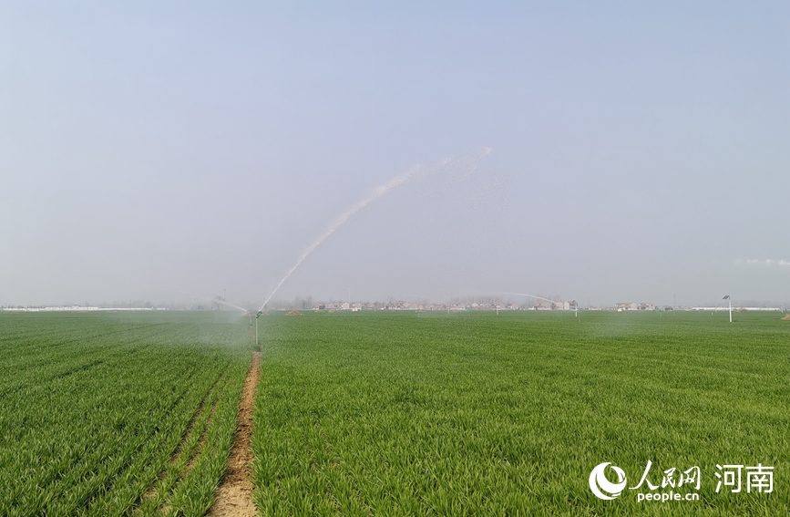 Хэнаньда бидай көшеттерінің жай-күйі жақсарып келеді