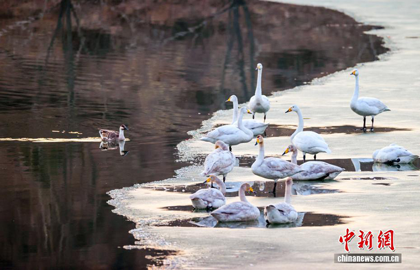 Цзиньчжун, Шаньси: Шырайлы көктем және қалқыған аққулар
