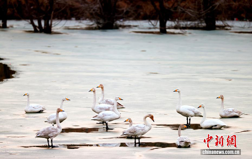 Цзиньчжун, Шаньси: Шырайлы көктем және қалқыған аққулар