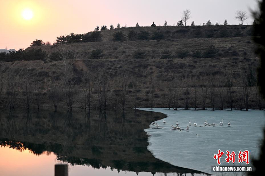 Цзиньчжун, Шаньси: Шырайлы көктем және қалқыған аққулар