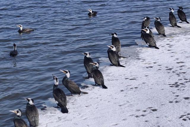 Солтүстікке оралған жыл құстарының алды Хэйлунцзянға келді