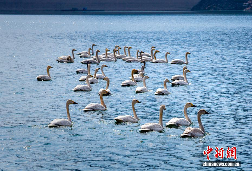 Хэбейдің Уань қаласы: Тайхан тауындағы көктемгі қар және аққулар