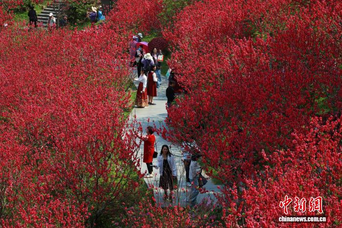 Гуансидің Наньнин қаласында шабдалы гүлдері жайқалып, көптеген келушілерді тартты