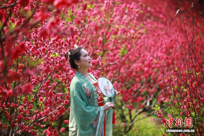 Гуансидің Наньнин қаласында шабдалы гүлдері жайқалып, көптеген келушілерді тартты