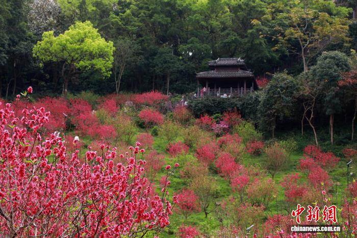 Гуансидің Наньнин қаласында шабдалы гүлдері жайқалып, көптеген келушілерді тартты
