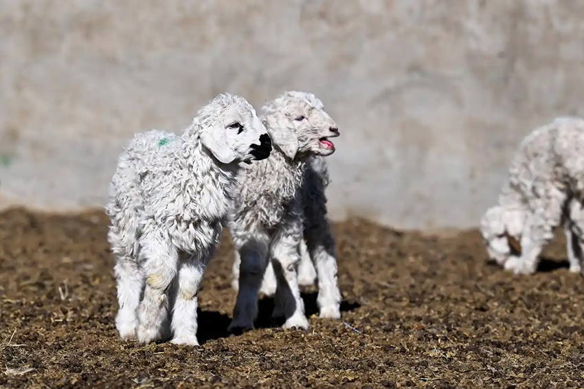 Малшылар көктемгі қой төлдеу мезгілін қарсы алды