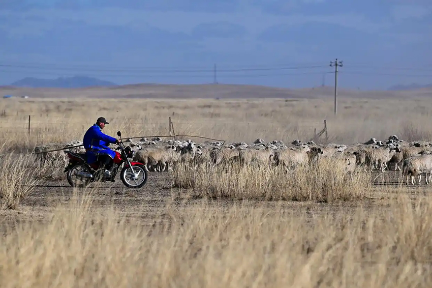 Малшылар көктемгі қой төлдеу мезгілін қарсы алды