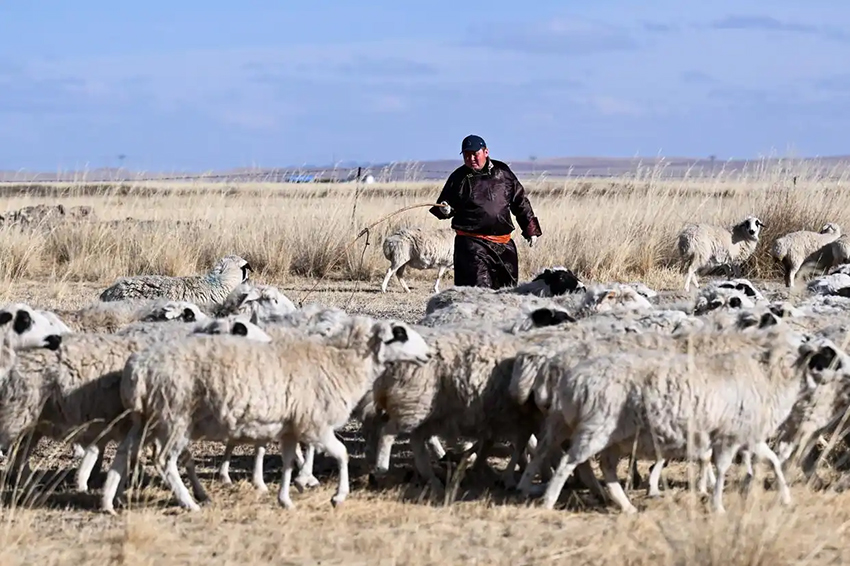 Малшылар көктемгі қой төлдеу мезгілін қарсы алды