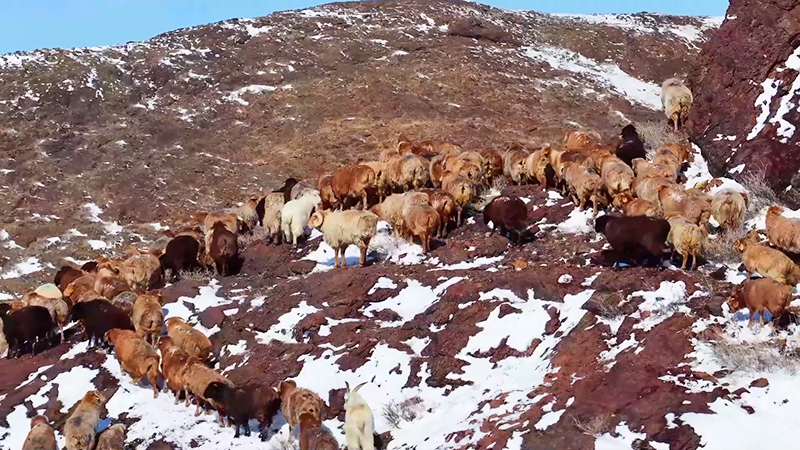 Алтай малшылары көктемгі көші-қонын бастады