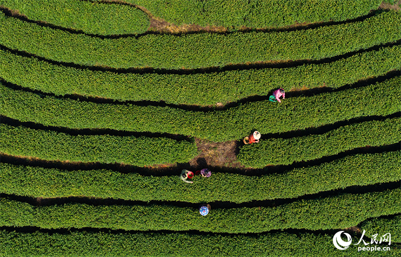 Цзянси өлкесі Цзишуй ауданында шай жинау маусымы басталды