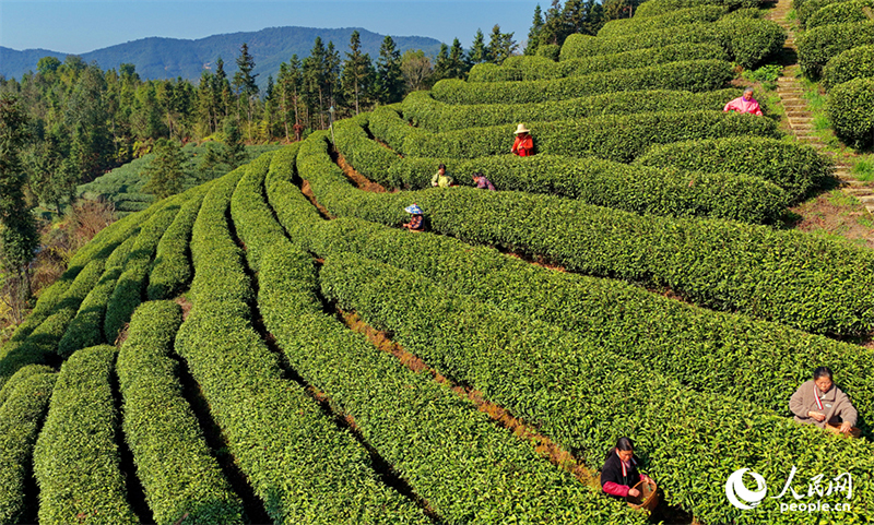 Цзянси өлкесі Цзишуй ауданында шай жинау маусымы басталды