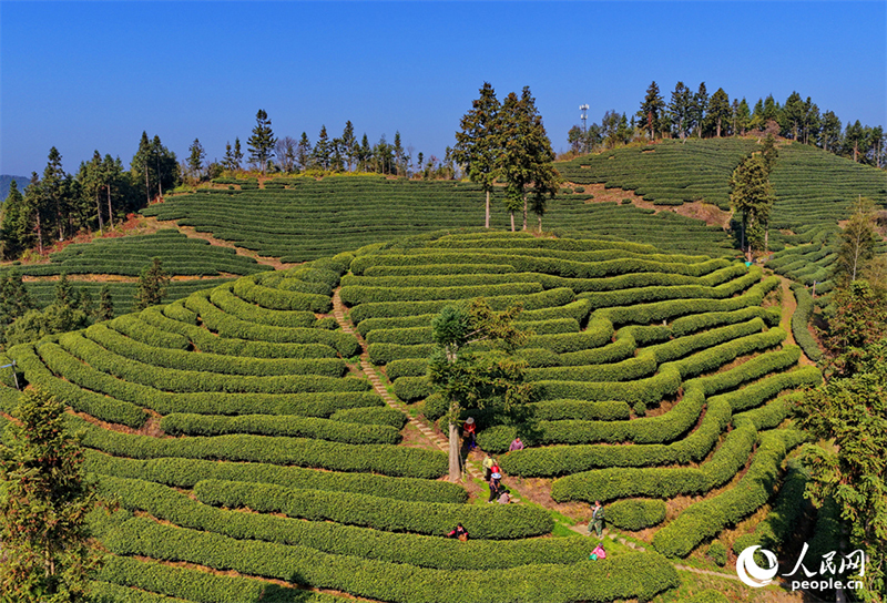 Цзянси өлкесі Цзишуй ауданында шай жинау маусымы басталды