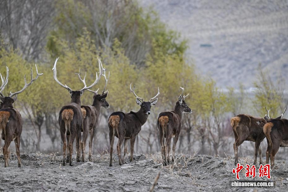 Сицзанның Шаннань қаласында ақ ауыз бұғылар көбейіп келеді