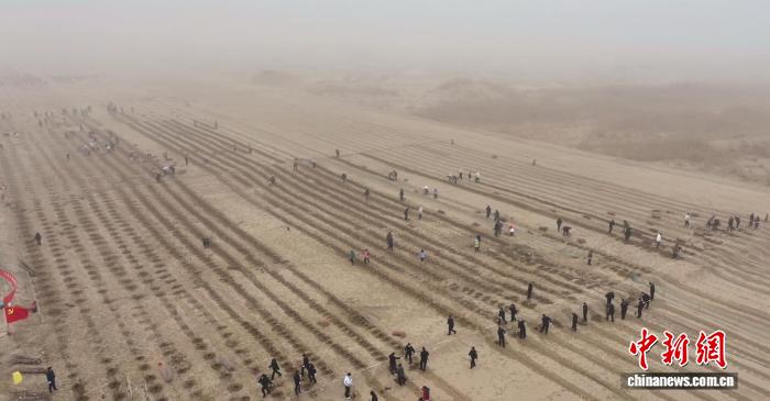 Шыңжаңның Куньюй қаласында құмды тізгіндеу үшін мыңдаған адам ағаш отырғызуға жұмылды