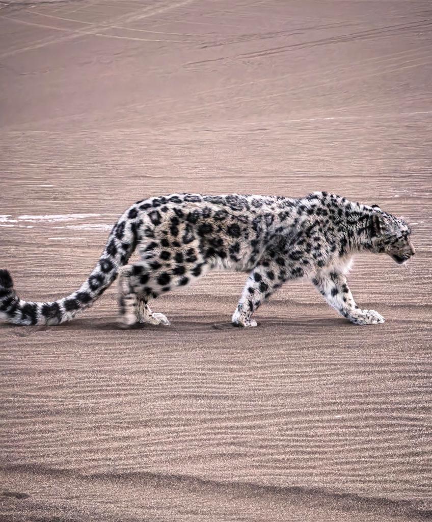 Шыңжаңның Тұрпан аймағындағы шөл далада ілбіс байқалды