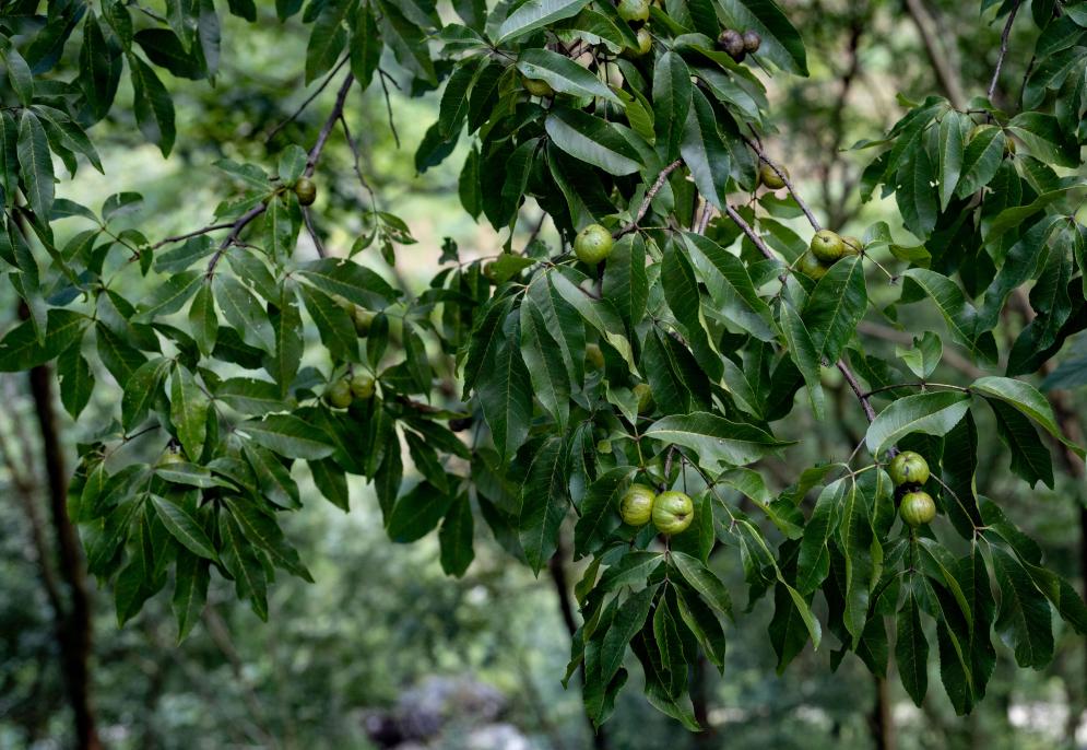 Гуйчжоу тау жаңғағы алғаш рет жабайы табиғатқа егілді