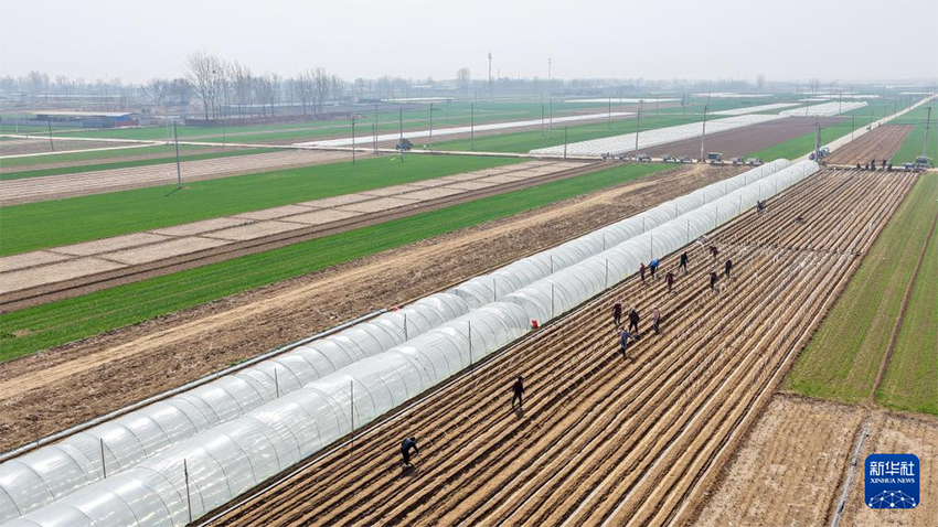 Көктем самалы және егін науқаны