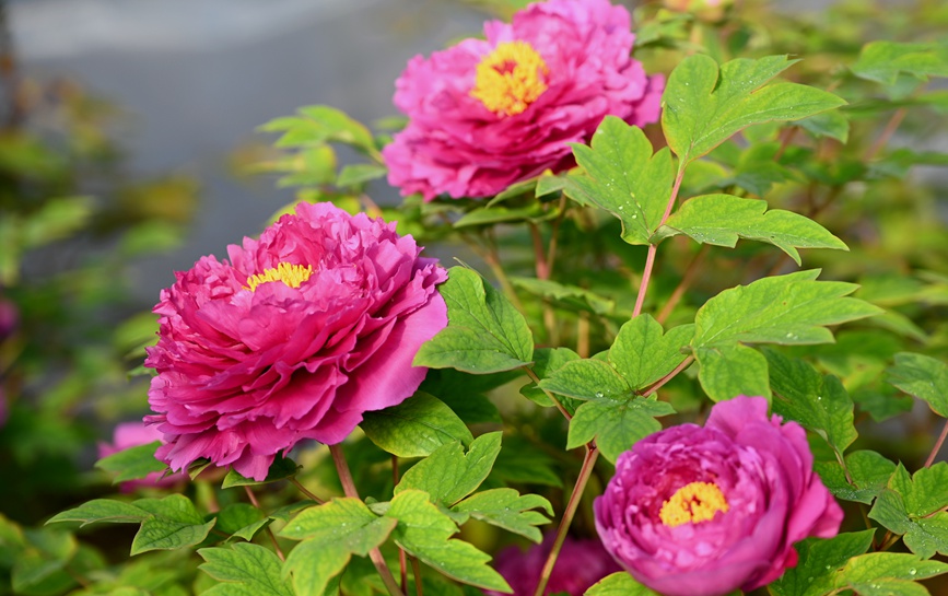 Лоян пиондары гүлдей бастады