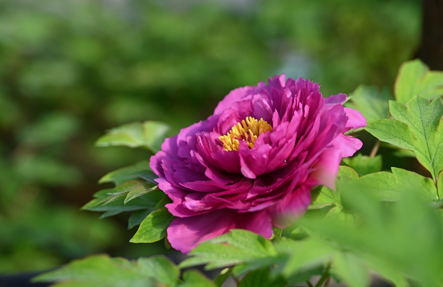 Лоян пиондары гүлдей бастады