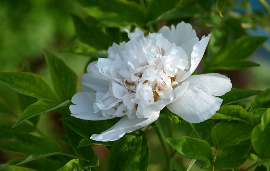 Лоян пиондары гүлдей бастады