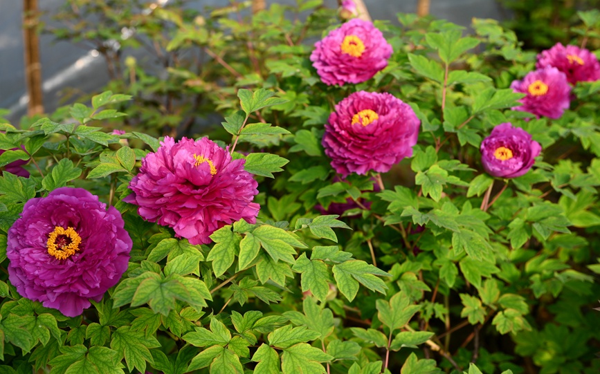 Лоян пиондары гүлдей бастады