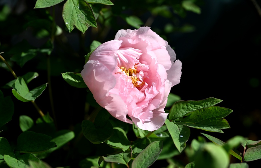 Лоян пиондары гүлдей бастады