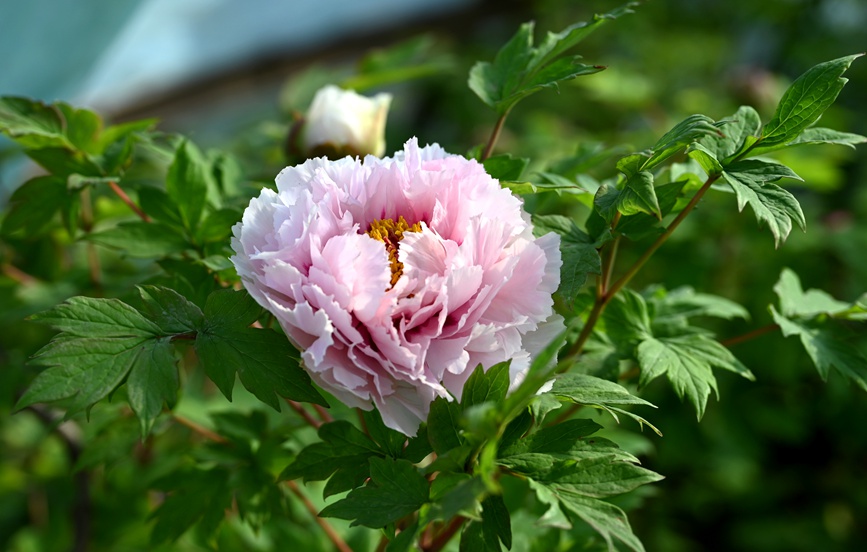 Лоян пиондары гүлдей бастады